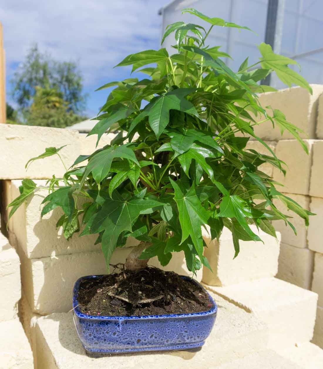 Liquidambar Bonsai esemplare 13 anni