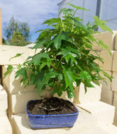 Liquidambar Bonsai esemplare 13 anni