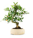 Citrus Kinzu 12 anni