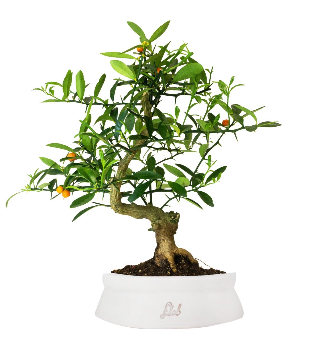 Citrus Kinzu 12 anni