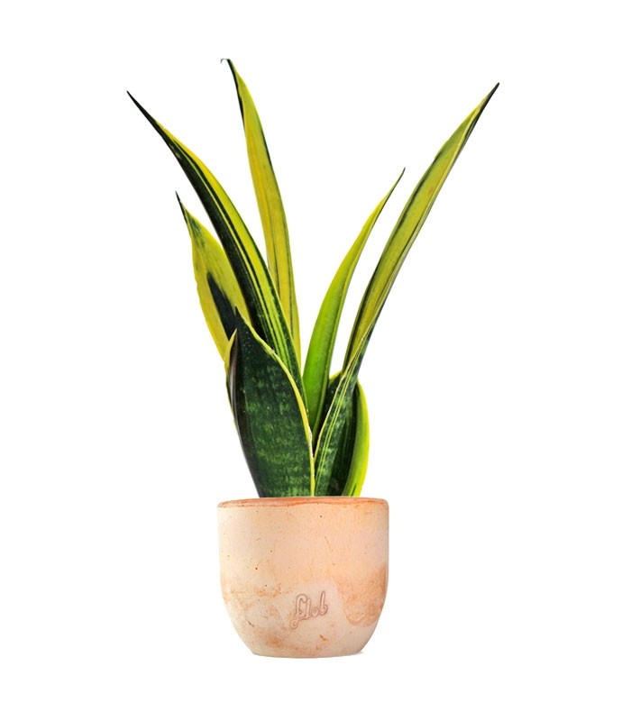 Sansevieria "Golden Flame"