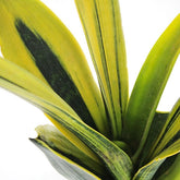 Sansevieria "Golden Flame"