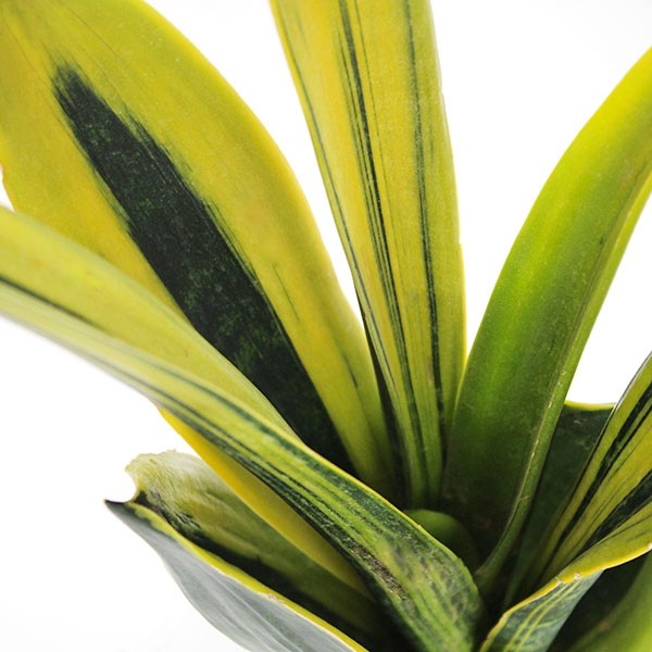 Sansevieria "Golden Flame"