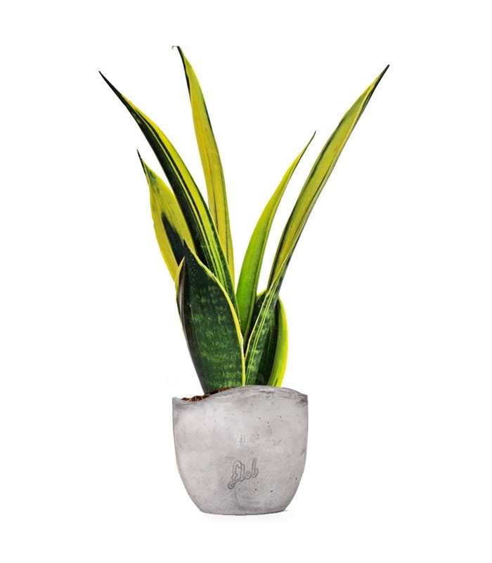 Sansevieria "Golden Flame"