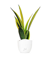 Sansevieria "Golden Flame"
