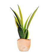 Sansevieria "Golden Flame"