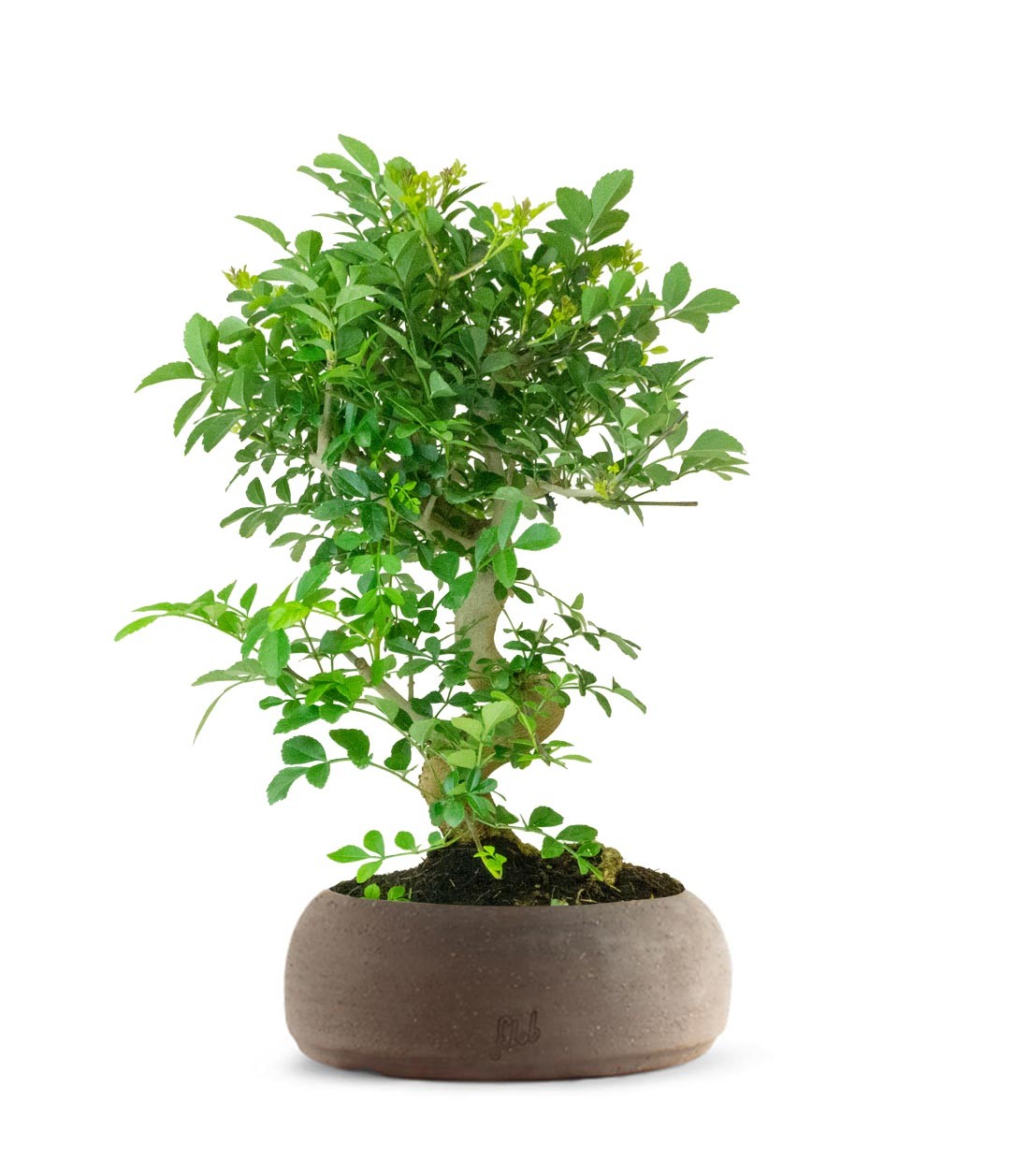 Frassino Bonsai 9 anni
