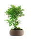 Frassino Bonsai 9 anni