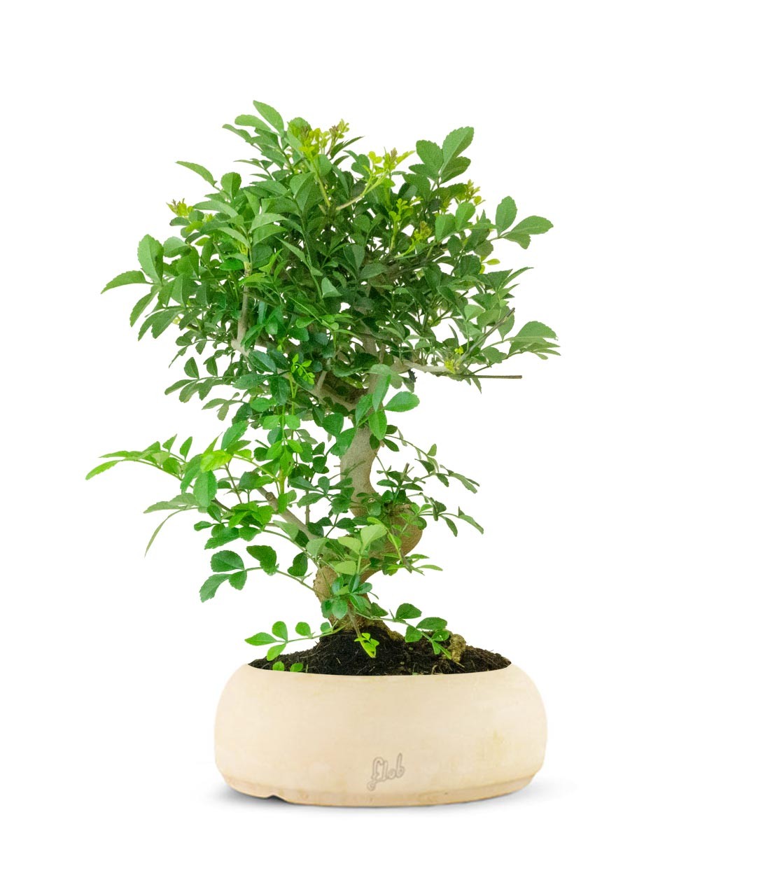 Frassino Bonsai 9 anni