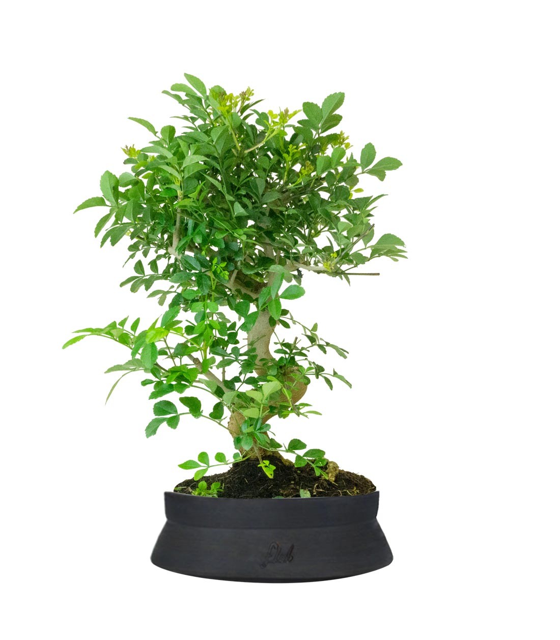 Frassino Bonsai 9 anni