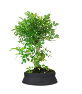Frassino Bonsai 9 anni