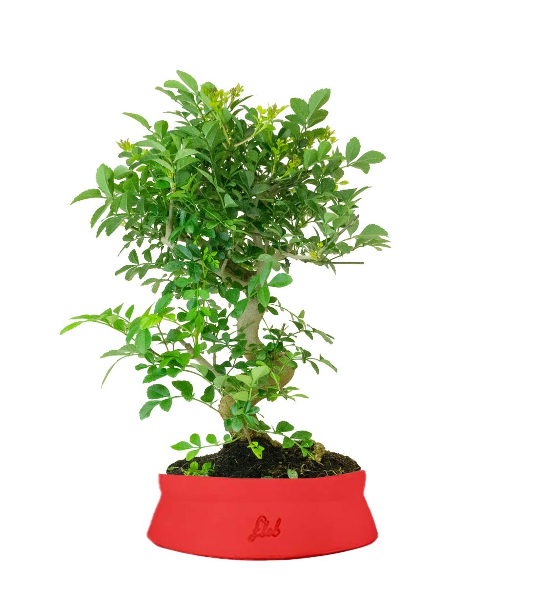 Frassino Bonsai 9 anni
