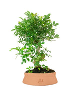 Frassino Bonsai 9 anni
