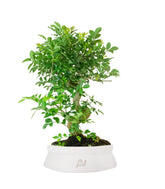 Frassino Bonsai 9 anni