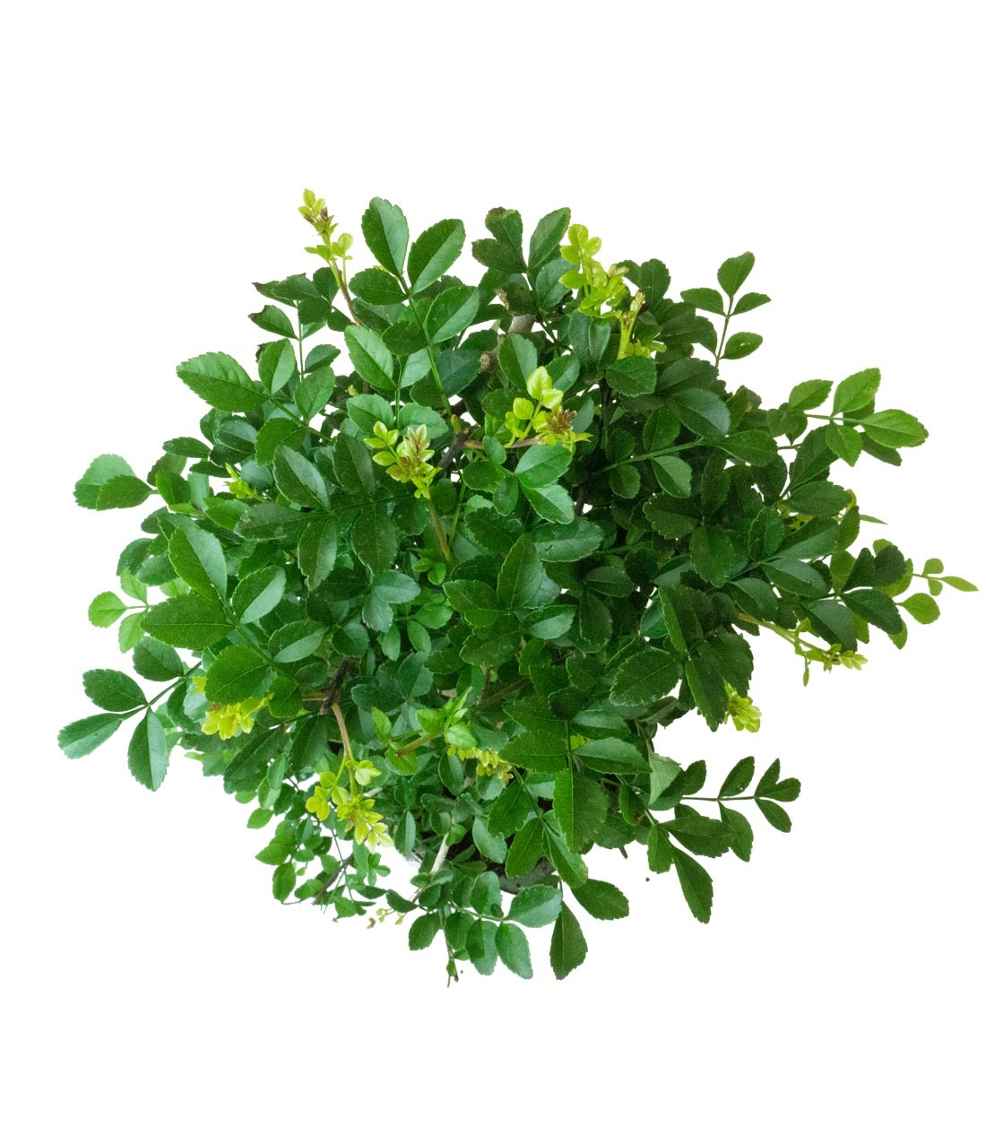 Frassino Bonsai 9 anni