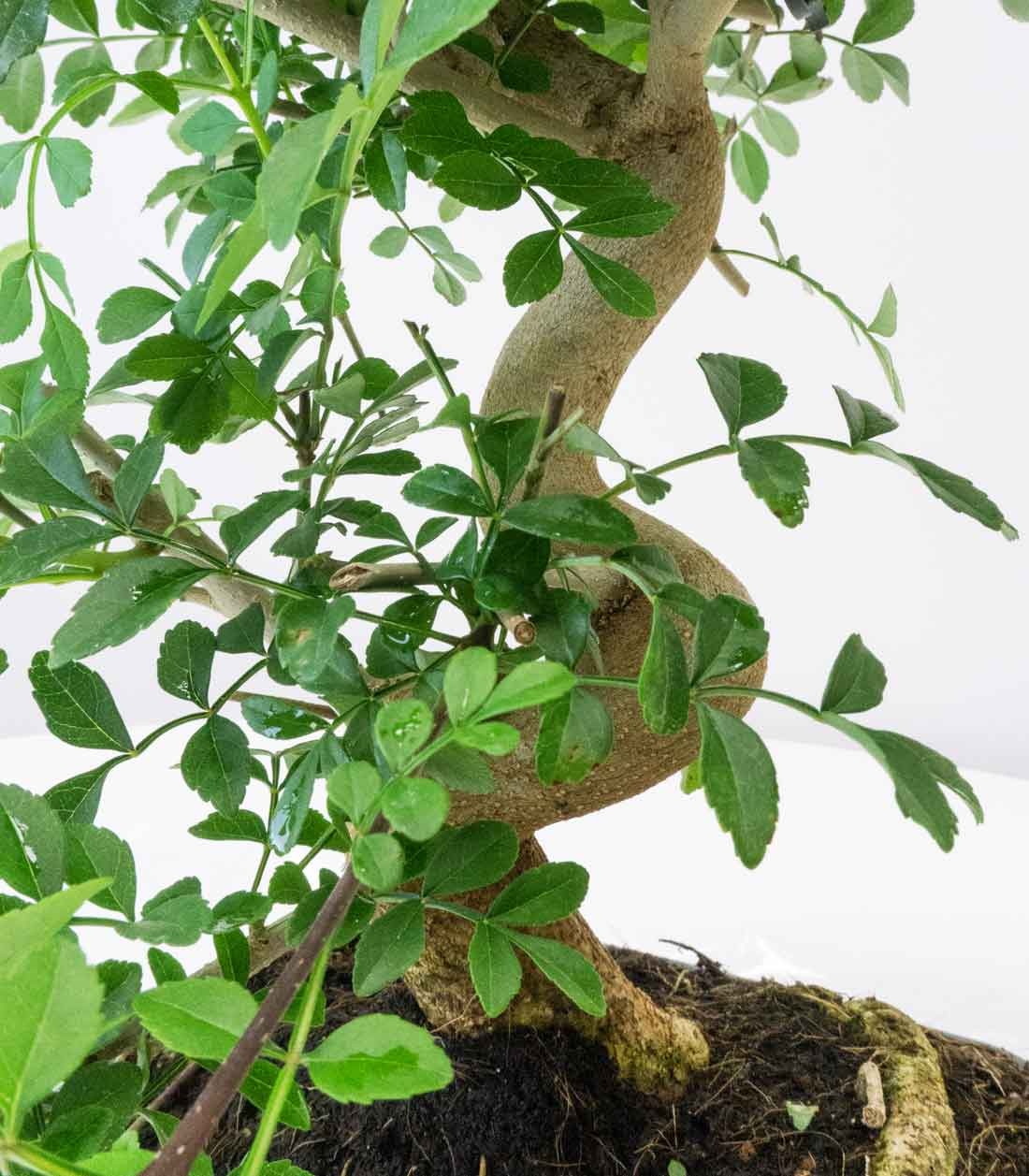 Frassino Bonsai 9 anni