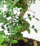 Frassino Bonsai 9 anni