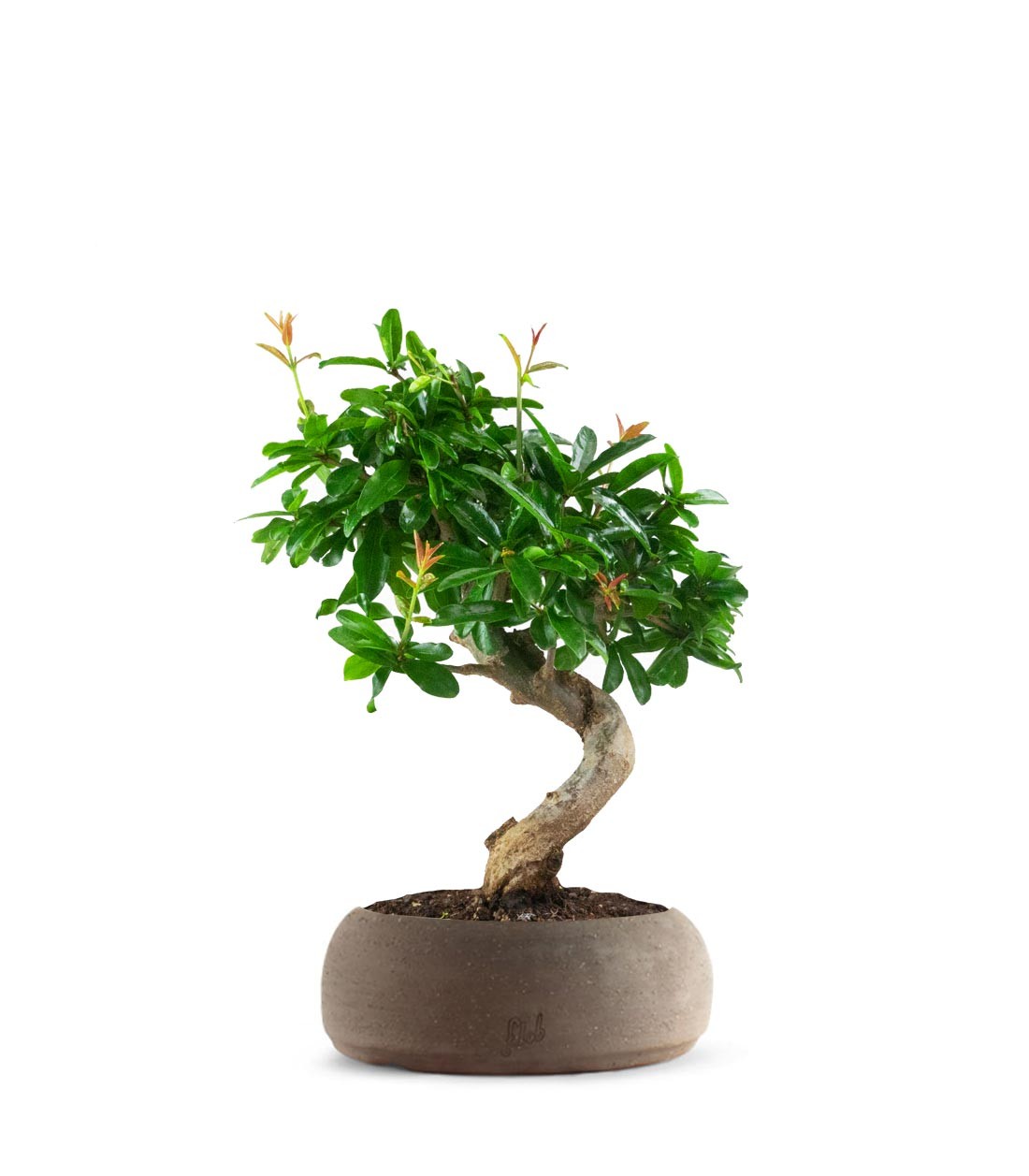 Punica Granatum Bonsai | Melograno 14 anni