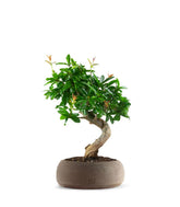 Punica Granatum Bonsai | Melograno 14 anni