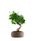 Punica Granatum Bonsai | Melograno 14 anni