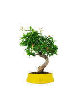 Punica Granatum Bonsai | Melograno 14 anni
