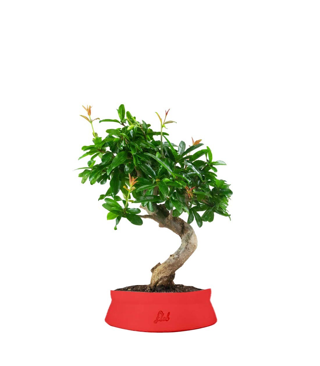 Punica Granatum Bonsai | Melograno 14 anni