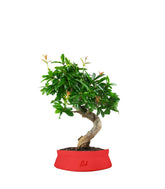 Punica Granatum Bonsai | Melograno 14 anni
