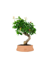 Punica Granatum Bonsai | Melograno 14 anni