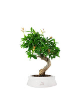 Punica Granatum Bonsai | Melograno 14 anni