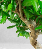 Punica Granatum Bonsai | Melograno 14 anni
