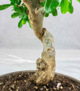 Punica Granatum Bonsai | Melograno 14 anni