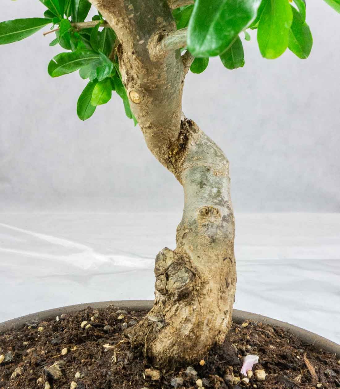 Punica Granatum Bonsai | Melograno 14 anni