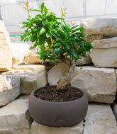 Punica Granatum Bonsai | Melograno 14 anni