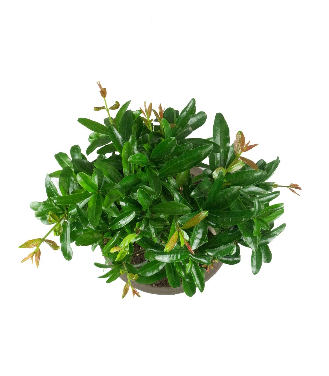 Punica Granatum Bonsai | Melograno 14 anni