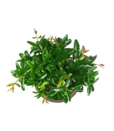 Punica Granatum Bonsai | Melograno 14 anni