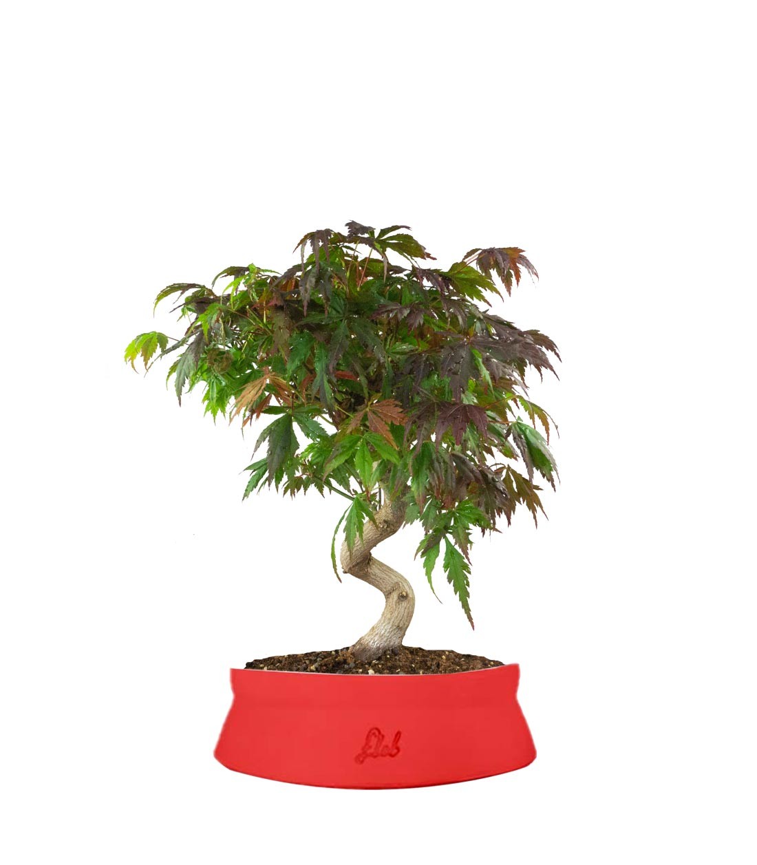 Acero palmato atropurpureum | bonsai 12 anni