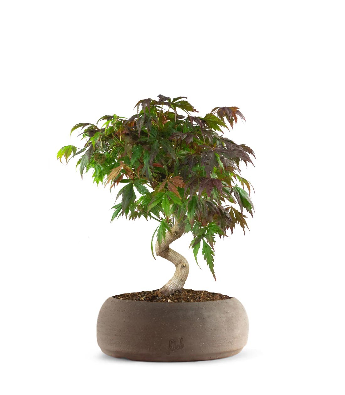 Acero palmato atropurpureum | bonsai 12 anni