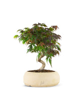 Acero palmato atropurpureum | bonsai 12 anni