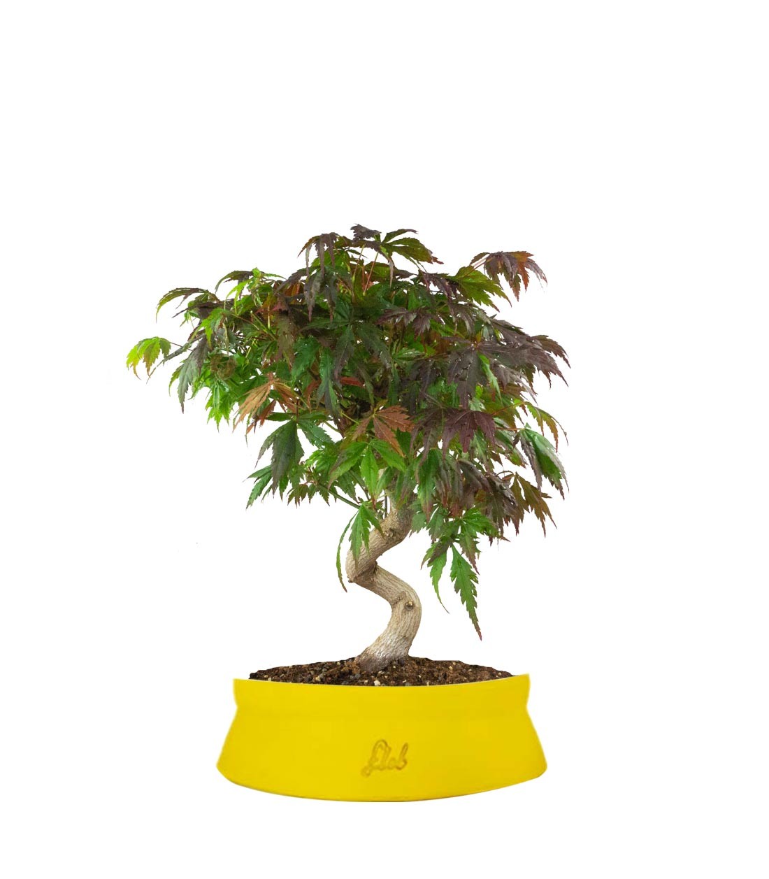 Acero palmato atropurpureum | bonsai 12 anni