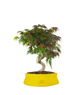 Acero palmato atropurpureum | bonsai 12 anni