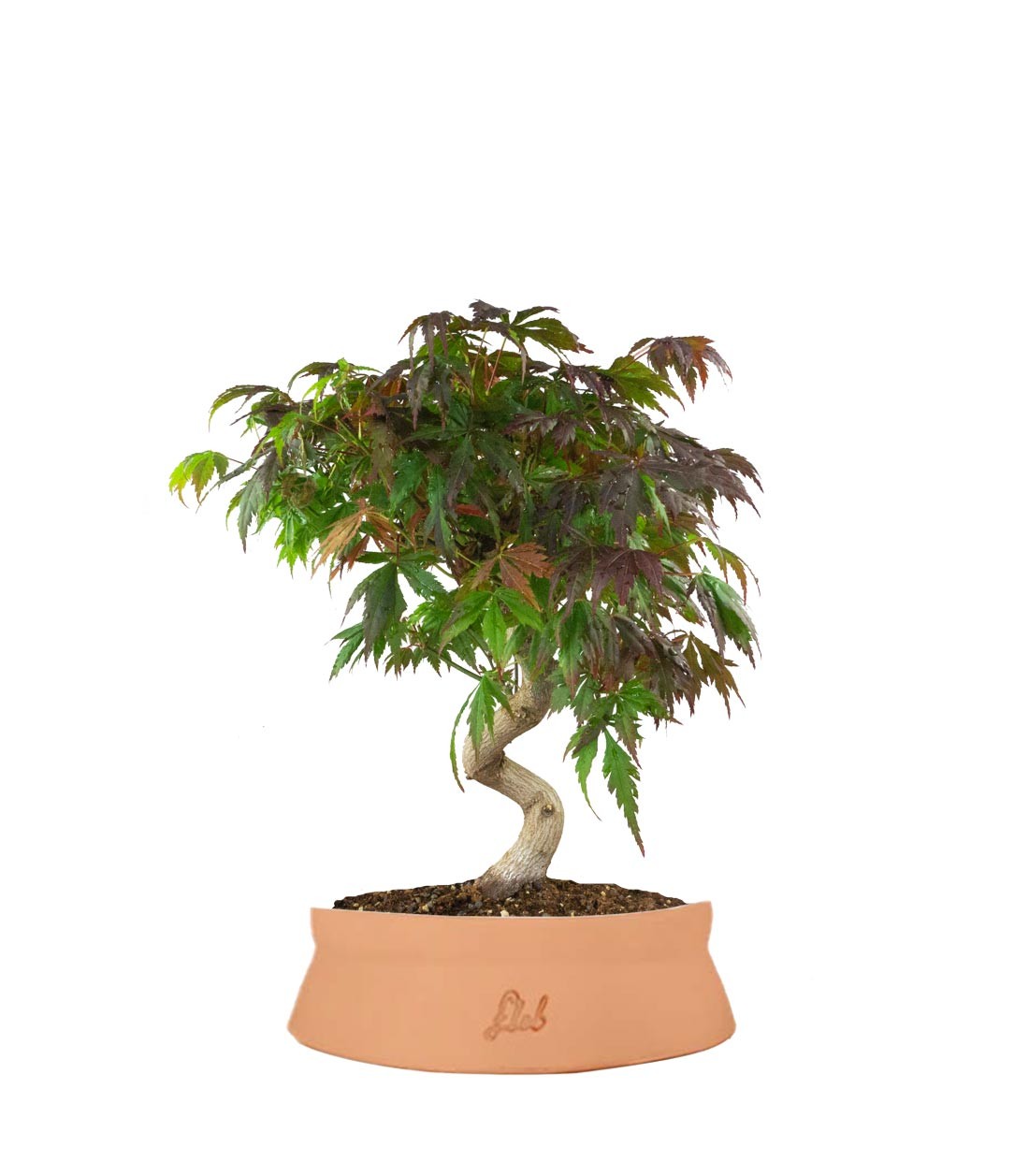 Acero palmato atropurpureum | bonsai 12 anni