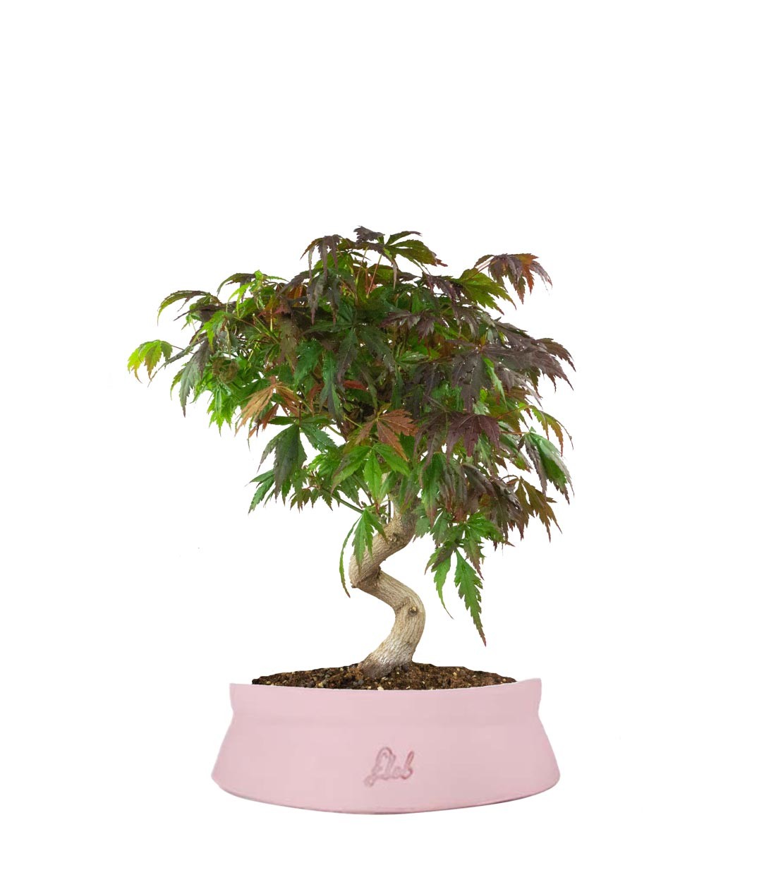 Acero palmato atropurpureum | bonsai 12 anni