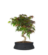 Acero palmato atropurpureum | bonsai 12 anni