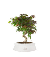 Acero palmato atropurpureum | bonsai 12 anni