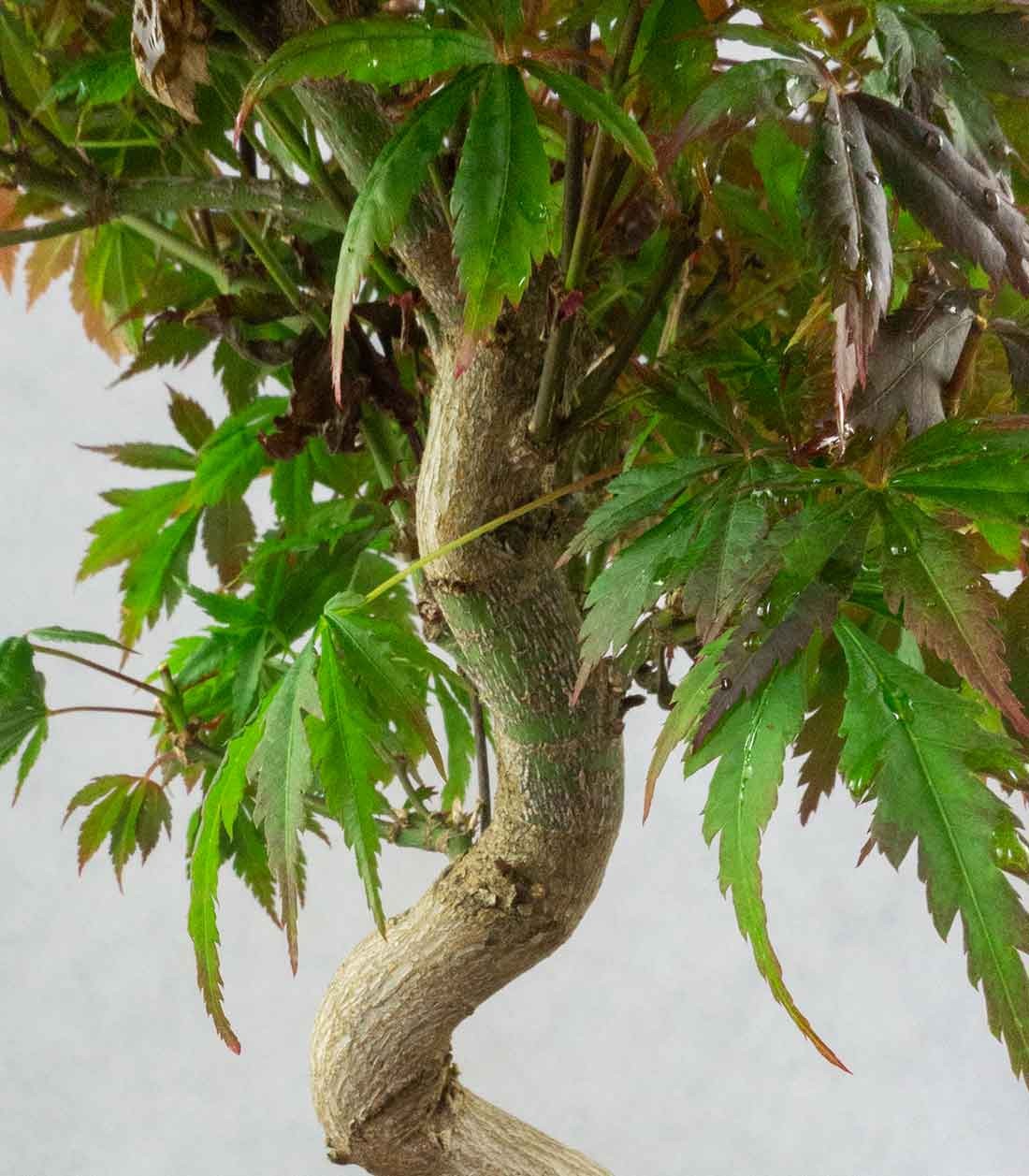Acero palmato atropurpureum | bonsai 12 anni