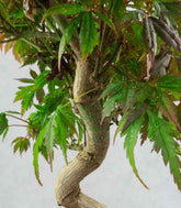 Acero palmato atropurpureum | bonsai 12 anni
