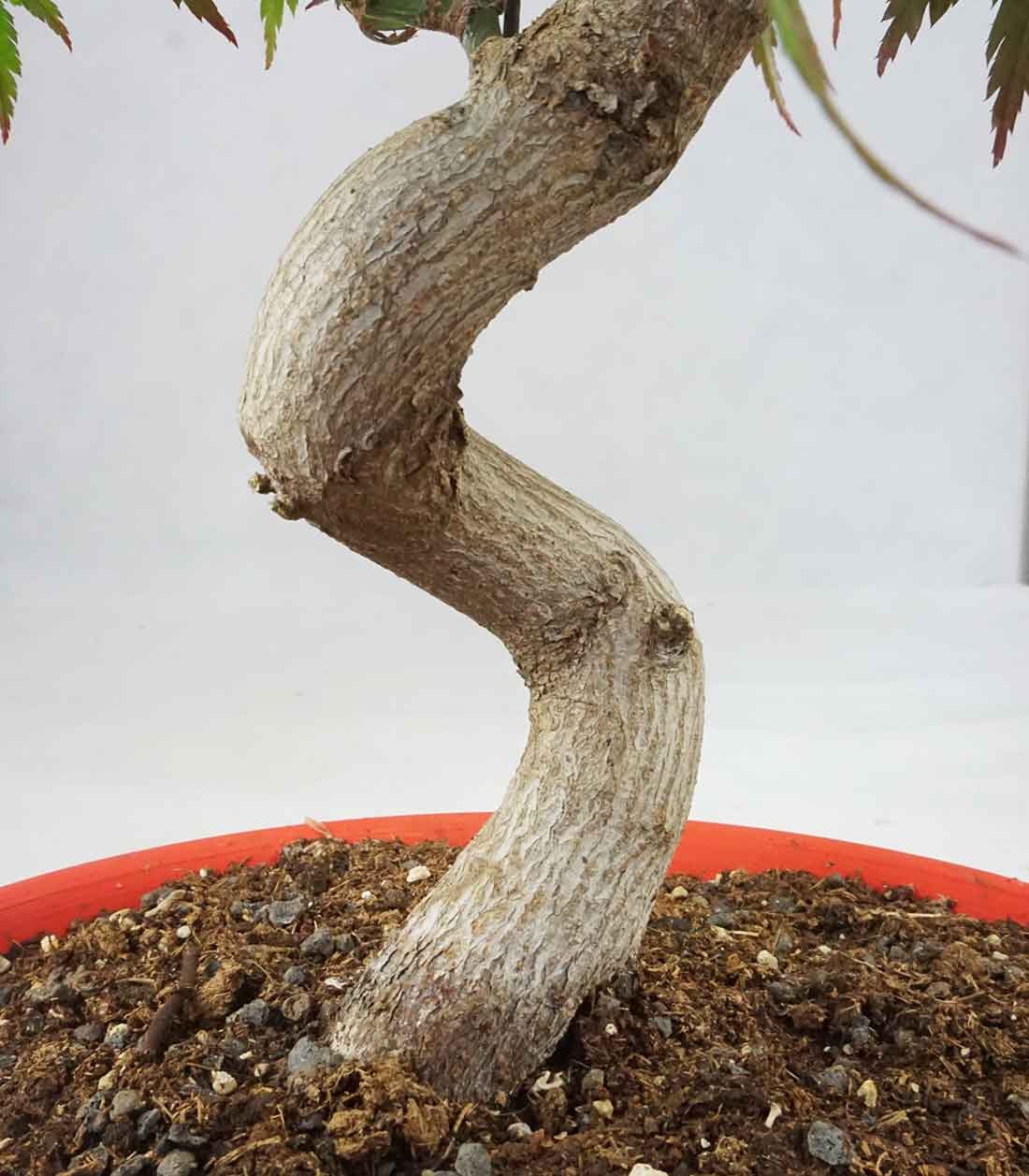 Acero palmato atropurpureum | bonsai 12 anni