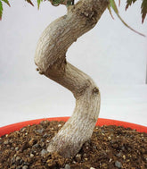 Acero palmato atropurpureum | bonsai 12 anni
