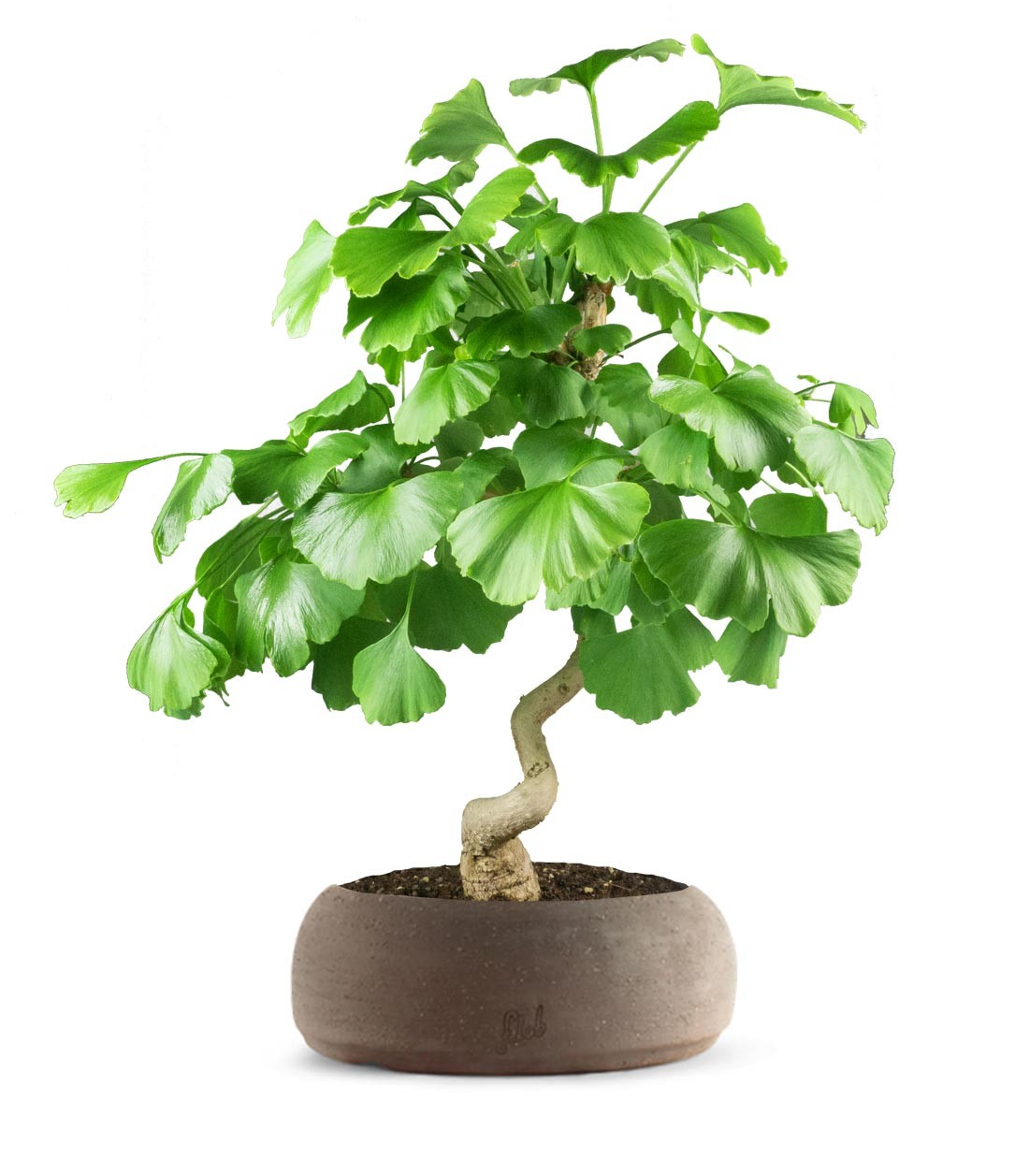 Ginkgo