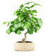 Ginkgo